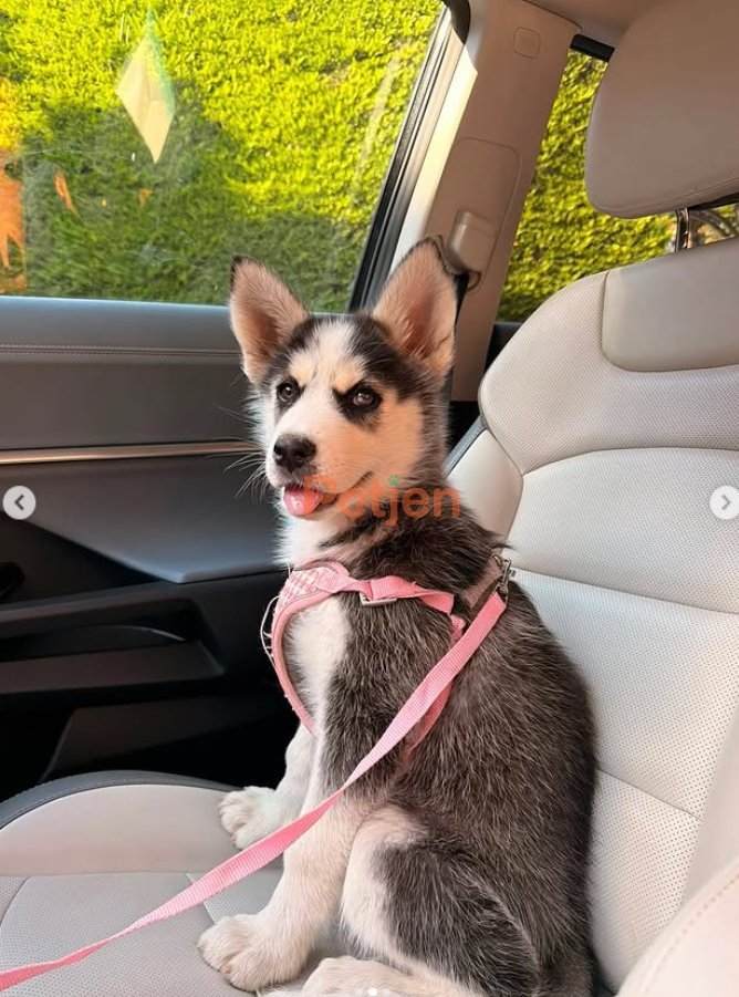 Sibirya Kurdu (Husky) - 3 Aylık Dişi Husky Sahibini Arıyor - Fotoğraf 2