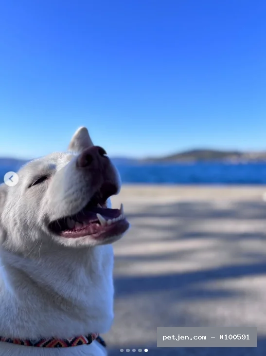 Sibirya Kurdu (Husky) - Uysal Asil Husky Ücretsiz Sahiplendirme - Fotoğraf 2