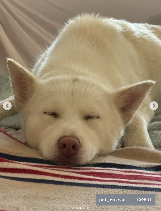 Sibirya Kurdu (Husky) - Uysal Asil Husky Ücretsiz Sahiplendirme - Fotoğraf 3