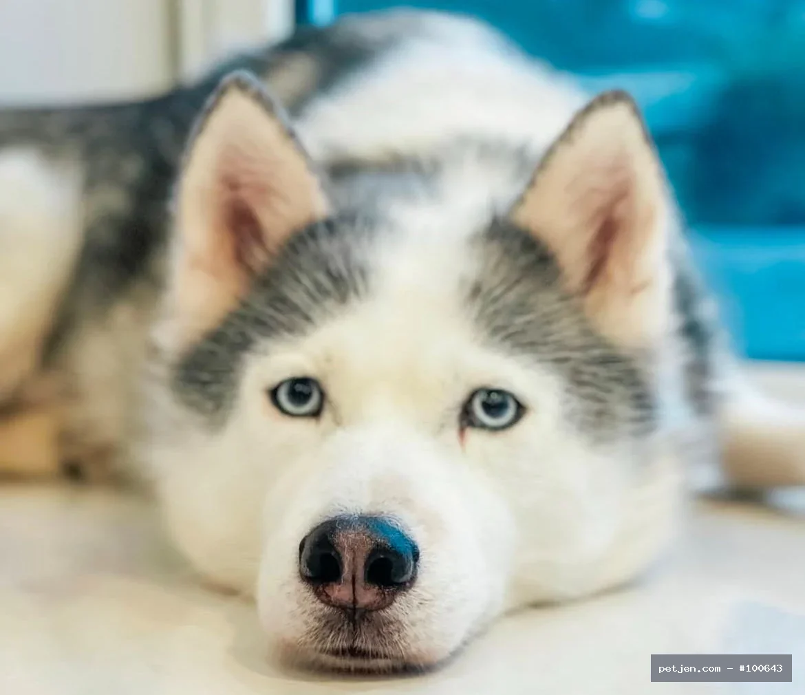Sibirya Kurdu (Husky) - Ücretsiz Sibirya Kurdu