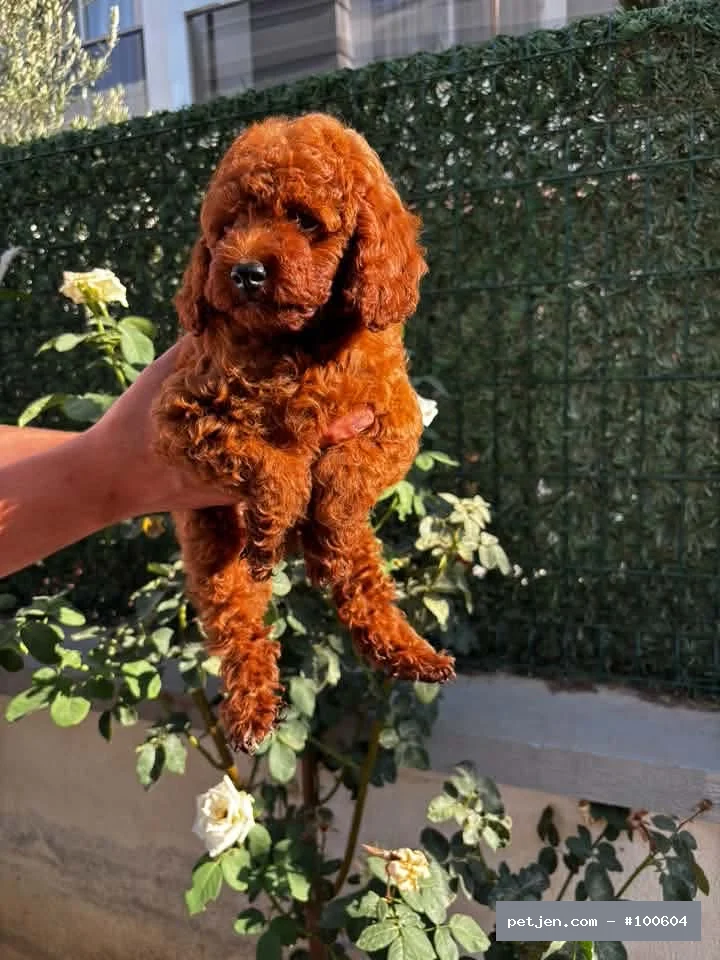 Toypoodle puanlı