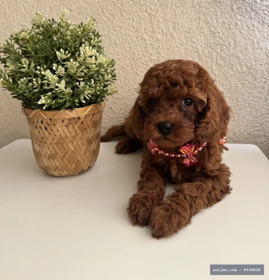 Toy Poodle Yavrumuz Yuva Arıyor