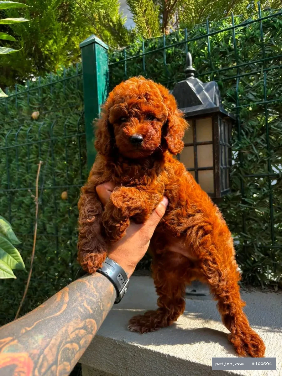 Toy Poodle - Toypoodle puanlı - Fotoğraf 2