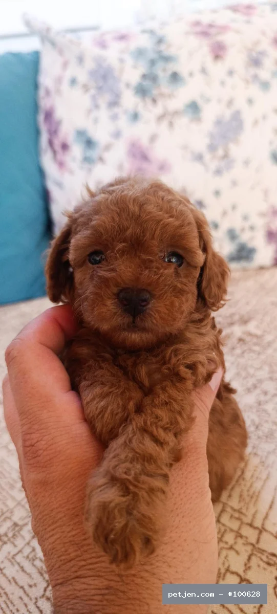Toy Poodle - Toy Poodle Yavrumuz Yuva Arıyor - Fotoğraf 2