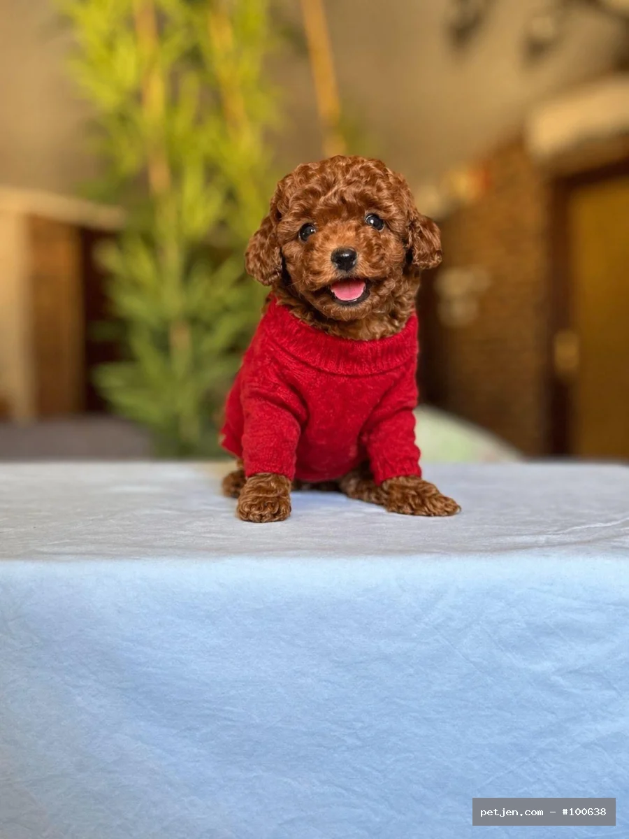Toy Poodle - Anne altından TCAP - Fotoğraf 2