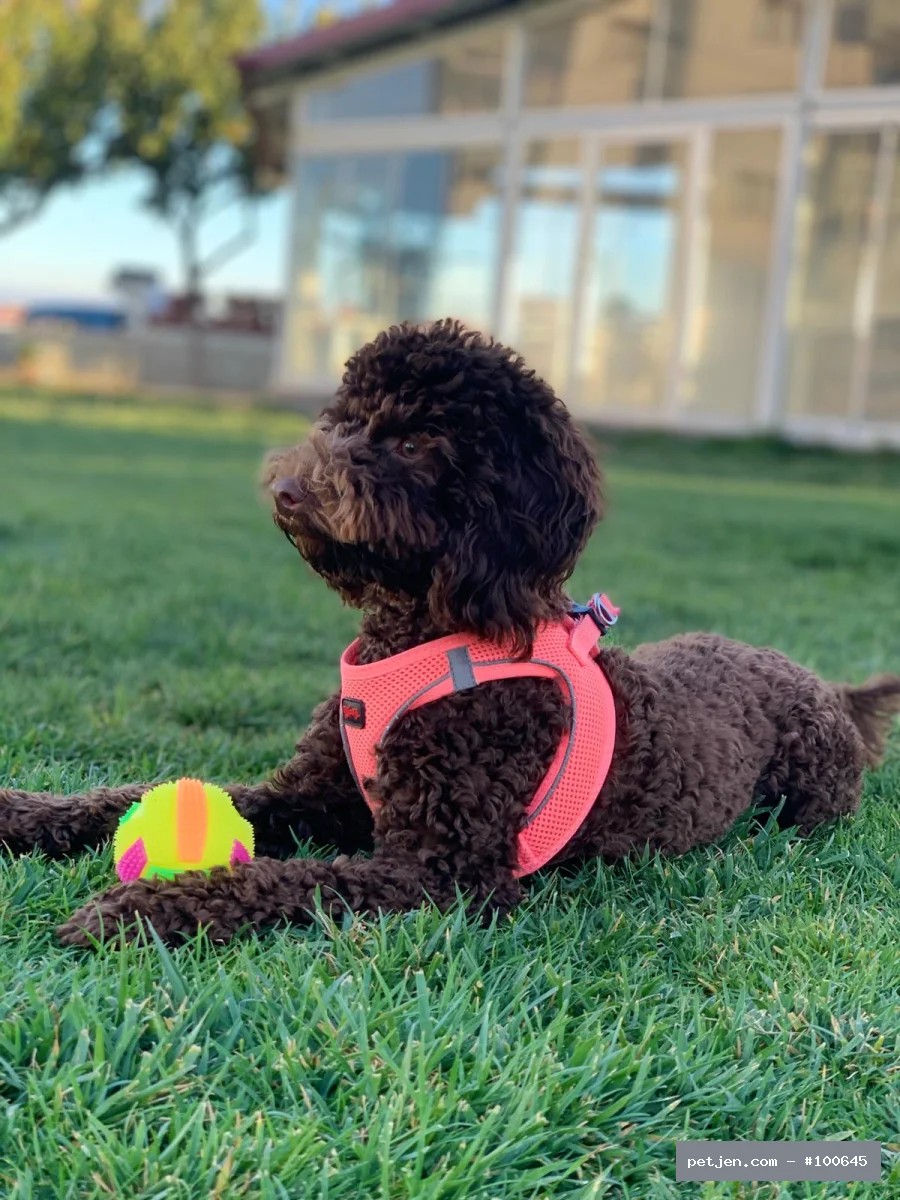Toy Poodle - Poodle Geceden Daha Siyah:) - Fotoğraf 2