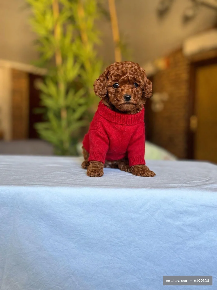 Toy Poodle - Anne altından TCAP - Fotoğraf 3
