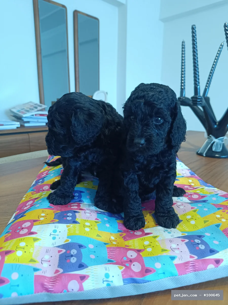 Toy Poodle - Poodle Geceden Daha Siyah:) - Fotoğraf 3