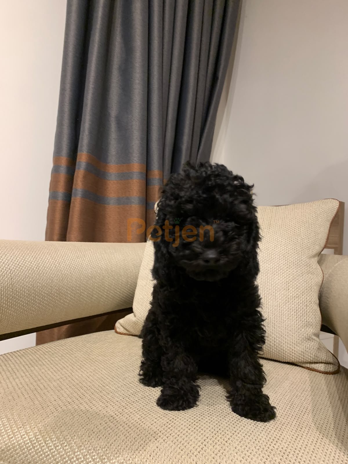 Poodle Geceden Daha Siyah:)