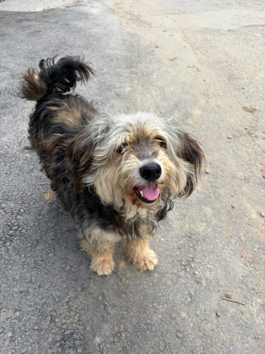 Yorkshire Terrier - Yorkshire Terrier.Çok oyuncu ,tatlı ve uslu bir köpek. - Fotoğraf 2
