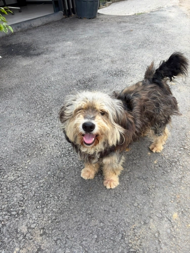 Yorkshire Terrier - Yorkshire Terrier.Çok oyuncu ,tatlı ve uslu bir köpek. - Fotoğraf 3