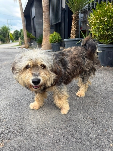 Yorkshire Terrier - Yorkshire Terrier.Çok oyuncu ,tatlı ve uslu bir köpek. - Fotoğraf 5