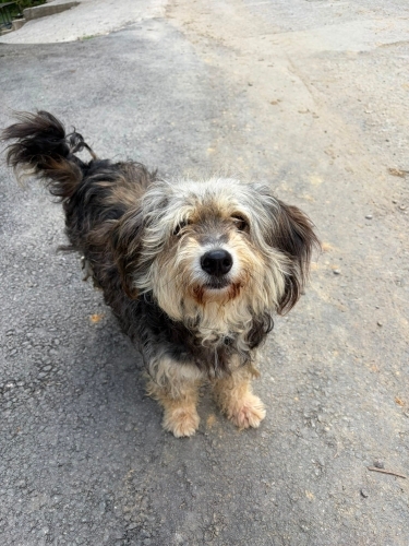 Yorkshire Terrier - Yorkshire Terrier.Çok oyuncu ,tatlı ve uslu bir köpek. - Fotoğraf 6