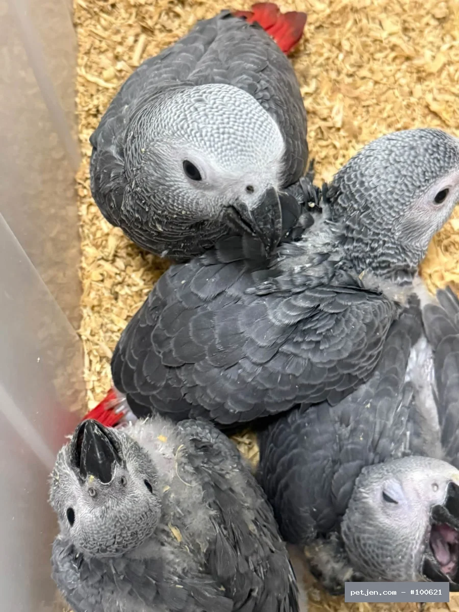 Jako (Gri Afrika Papağanı) - Male and female African Grey - Fotoğraf 2
