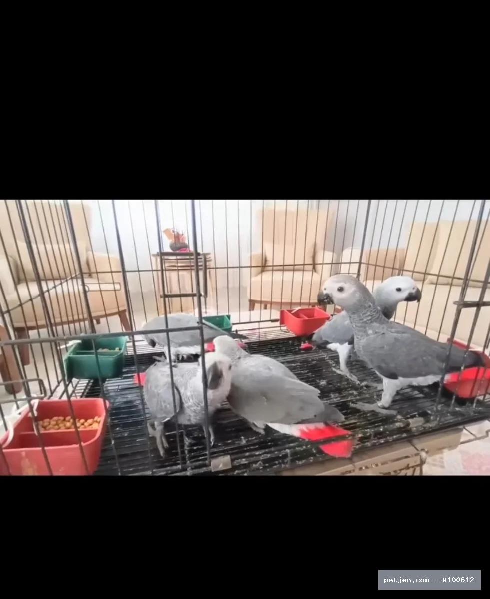 Jako (Gri Afrika Papağanı) - Yavru Jako papağanlarımız yeni ailelerine gitmeye hazır