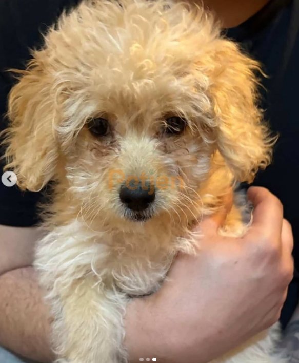 Maltipoo - İstanbul Maltipoo Sahiplendirme
