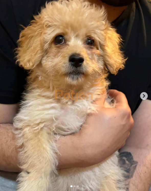 Maltipoo - İstanbul Maltipoo Sahiplendirme - Fotoğraf 2