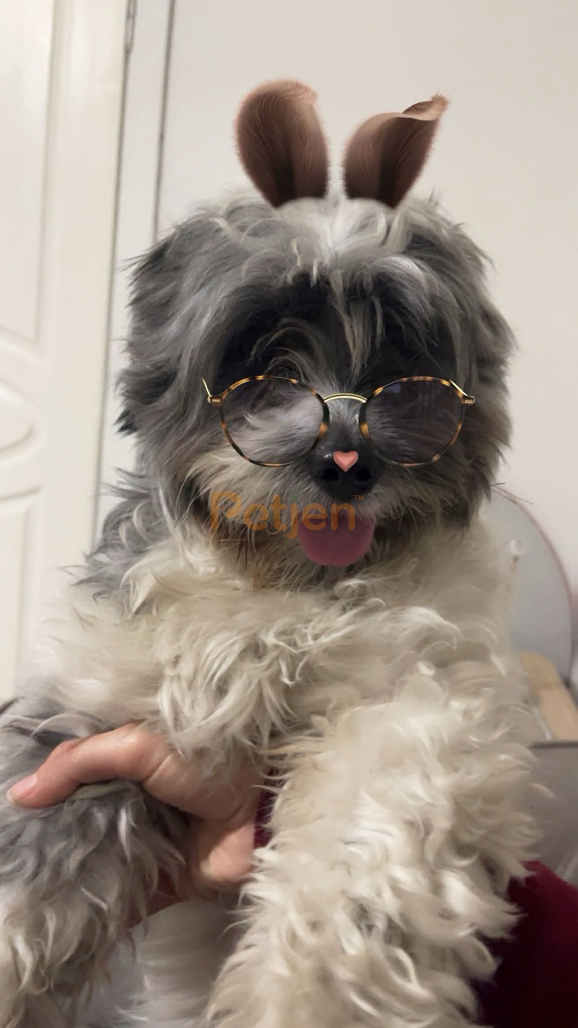 Maltese Terrier - Leo ligi manyağı kendisini sevdirmeyi çok sever - Fotoğraf 2