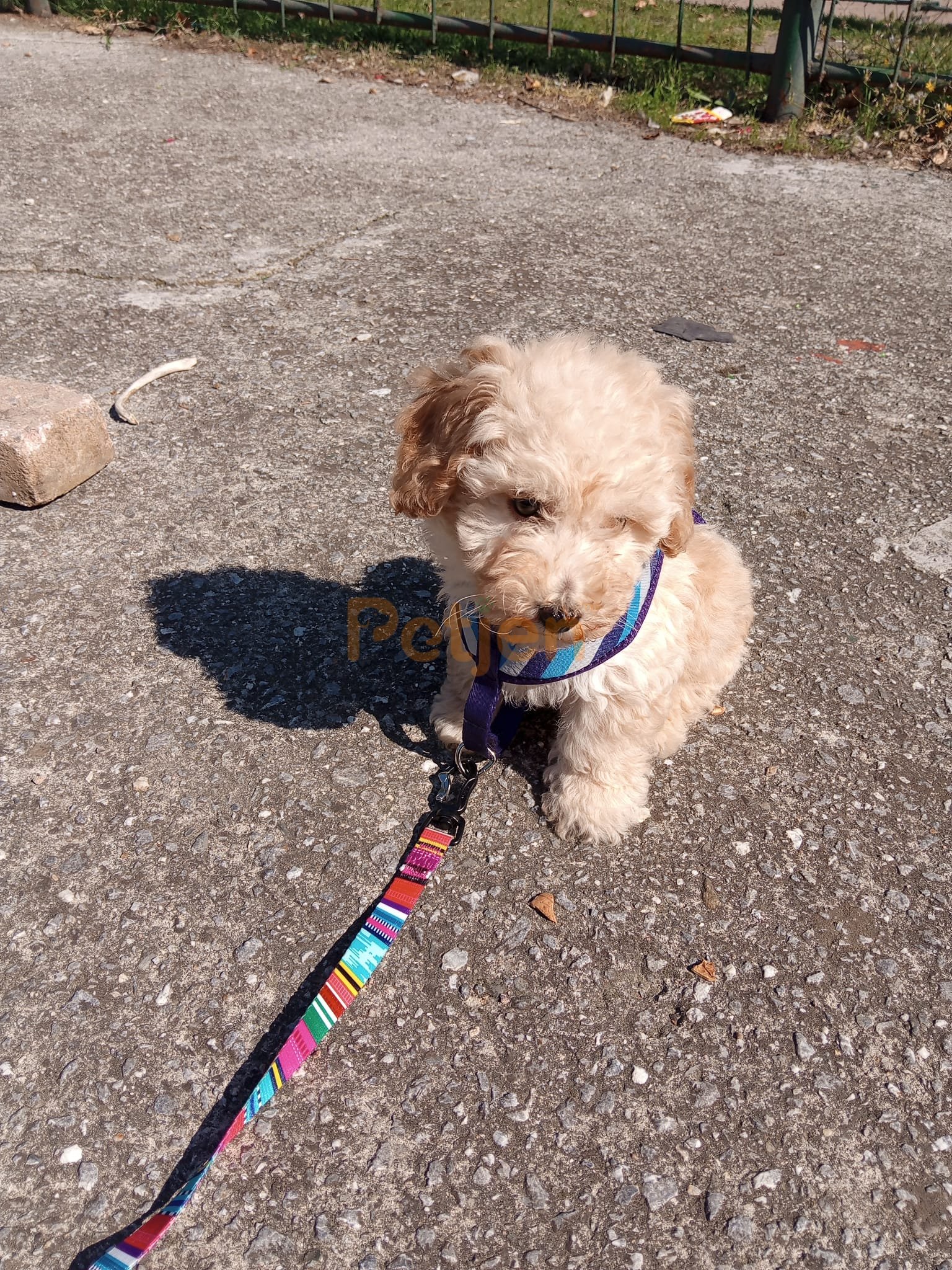 Maltipoo - Oyuncu dost canlısı - Fotoğraf 2