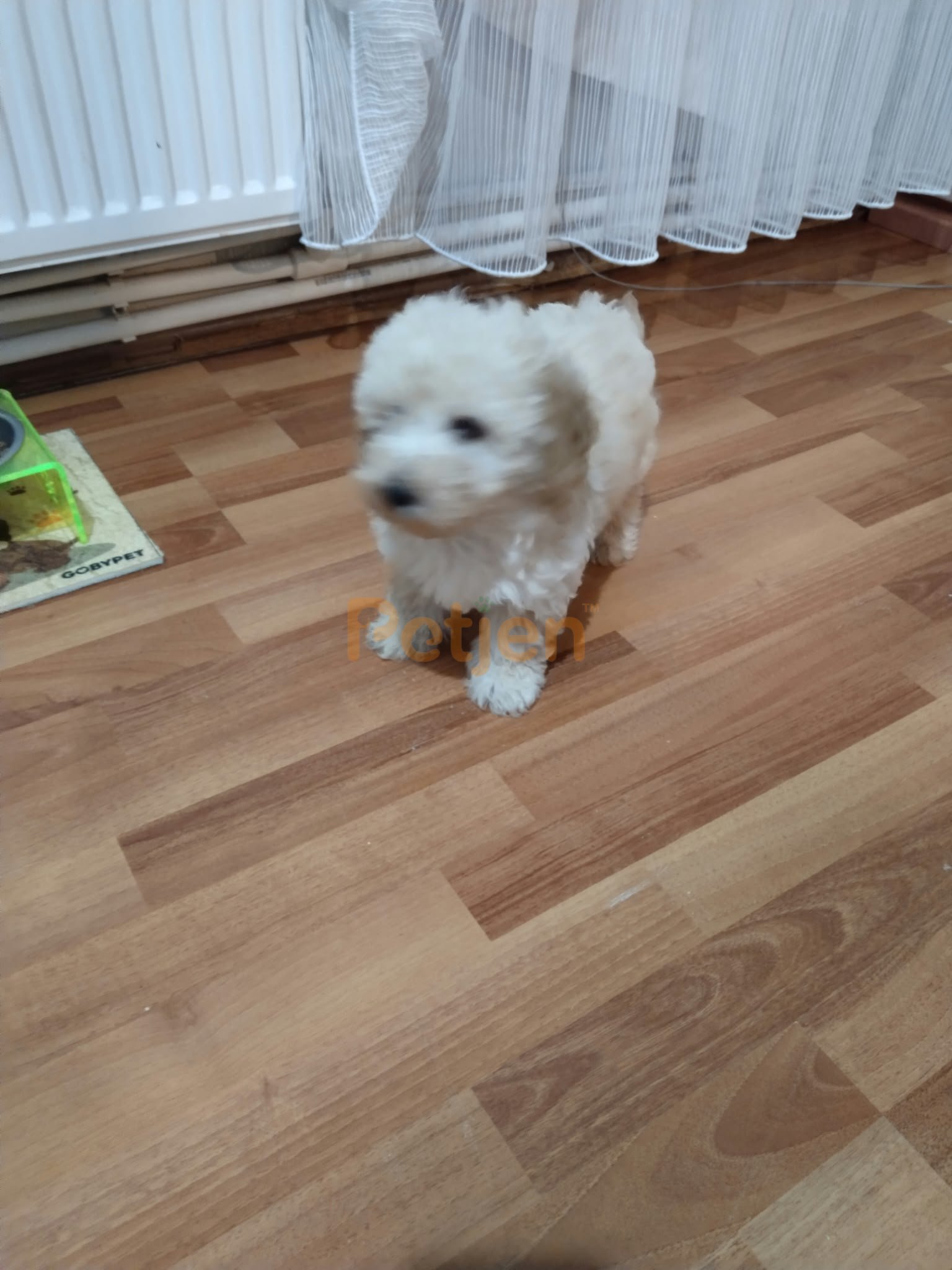Maltipoo - Oyuncu dost canlısı - Fotoğraf 3