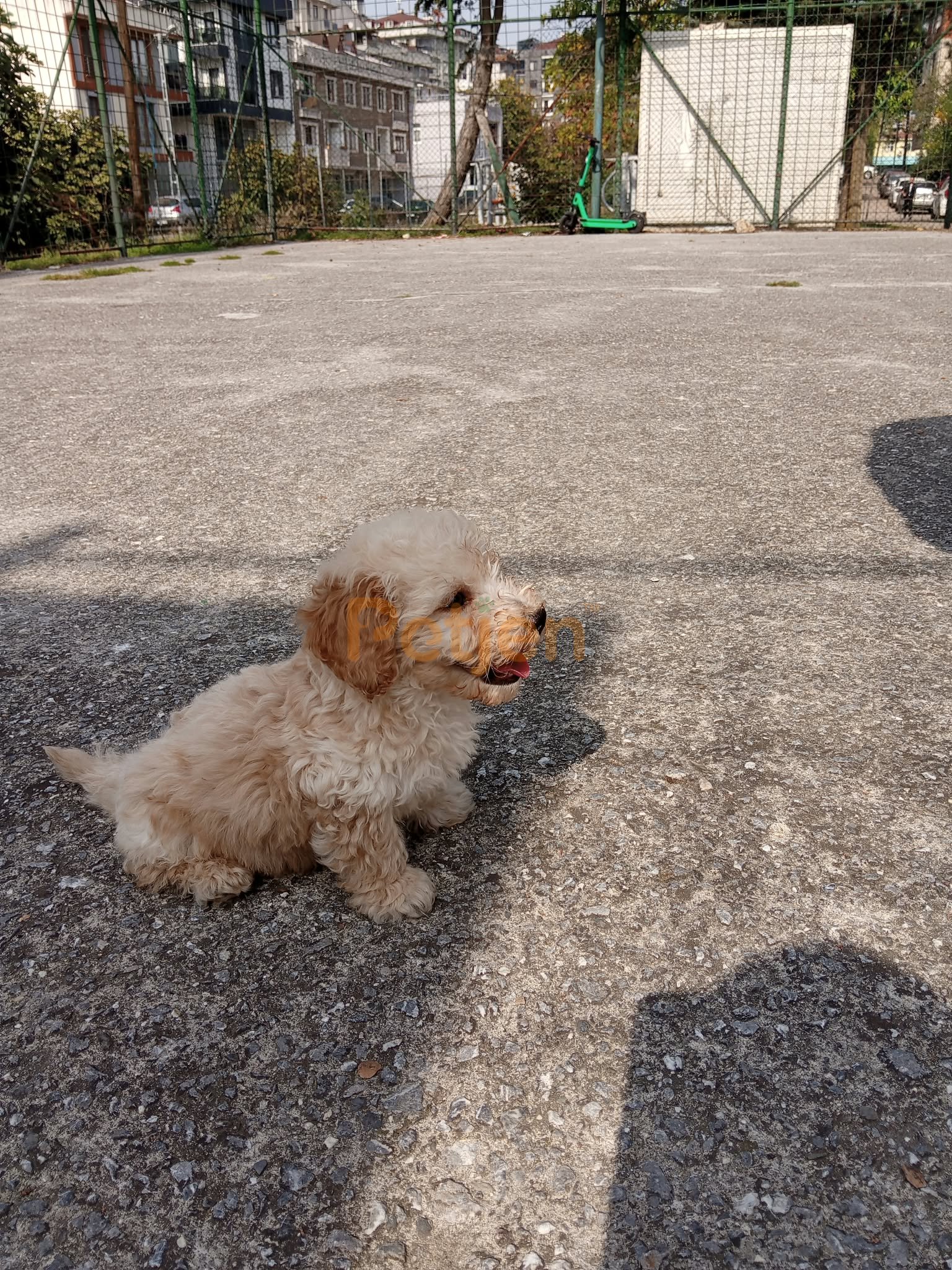 Maltipoo - Oyuncu dost canlısı - Fotoğraf 5