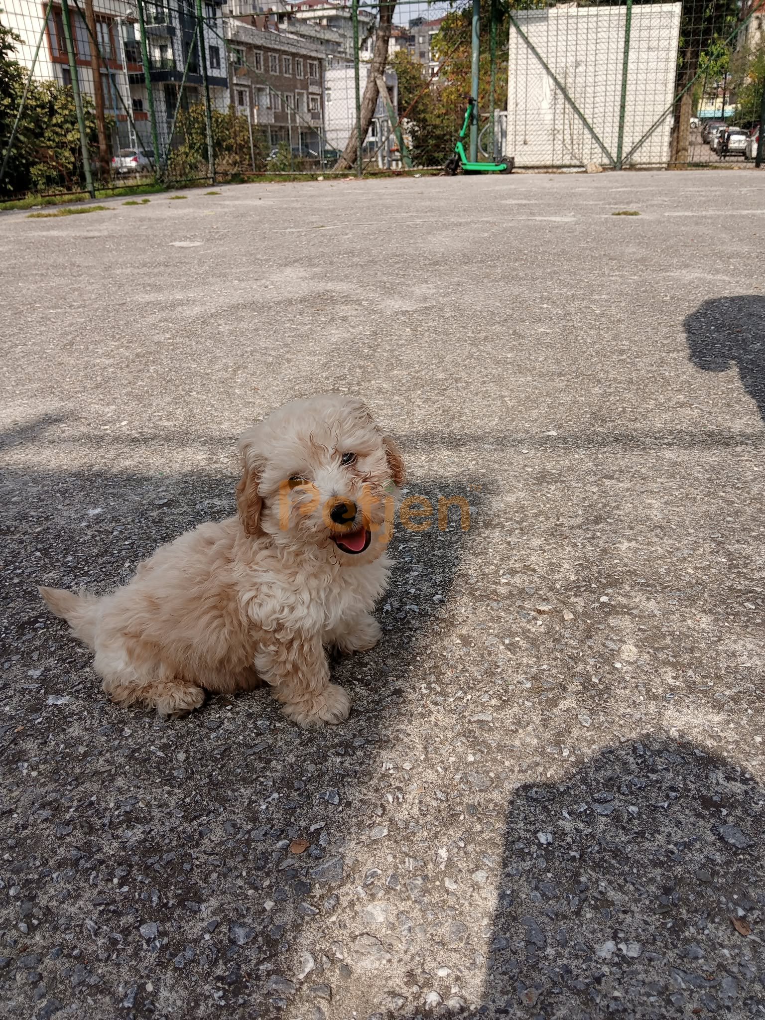 Maltipoo - Oyuncu dost canlısı - Fotoğraf 4